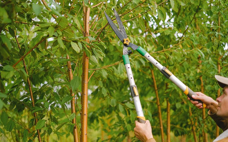 Tree trimming in Anatone, WA